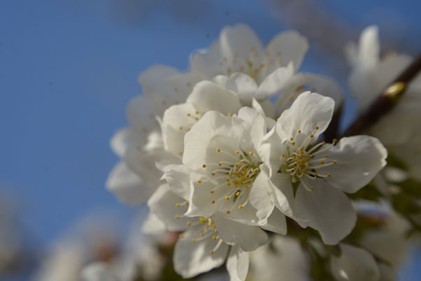 fleur-cerisier